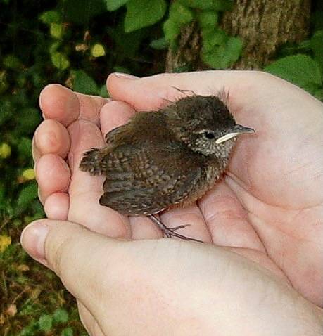 House Wren Fledgling by OpCit is licensed under CC BY 2.0.